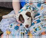 Small #2 Mutt