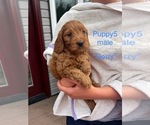 Small #4 Cavapoo (Miniature)