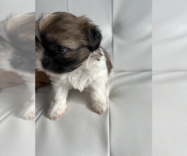 Medium Photo #3 Shih Tzu Puppy For Sale in WASHINGTON, DC, USA