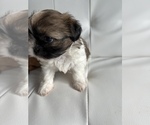 Small Photo #3 Shih Tzu Puppy For Sale in WASHINGTON, DC, USA