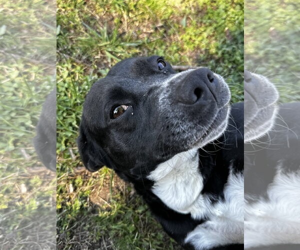 Medium Photo #10 Border Collie-Unknown Mix Puppy For Sale in Corning, AR, USA