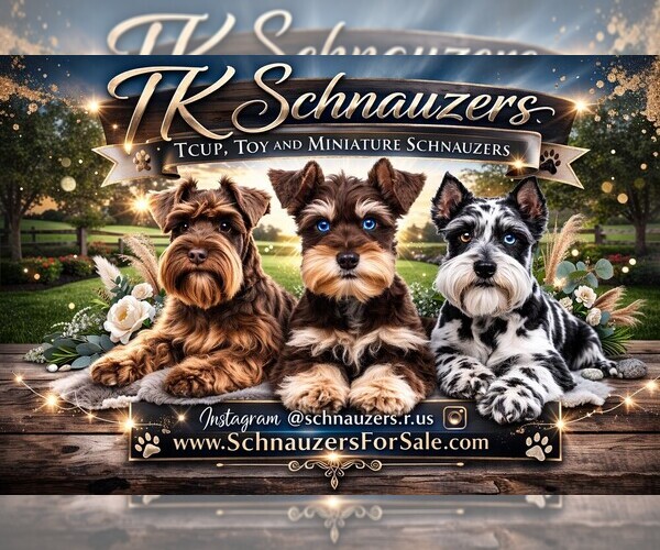 Medium Photo #1 Schnauzer (Miniature) Puppy For Sale in MADERA, CA, USA