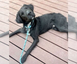 Retriever -Unknown Mix Dogs for adoption in Brooklyn Center, MN, USA