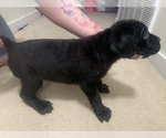 Small Photo #18 Cane Corso Puppy For Sale in BELGRADE, MT, USA