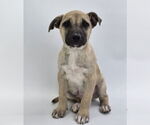 Small #4 American Staffordshire Terrier-Labrador Retriever Mix