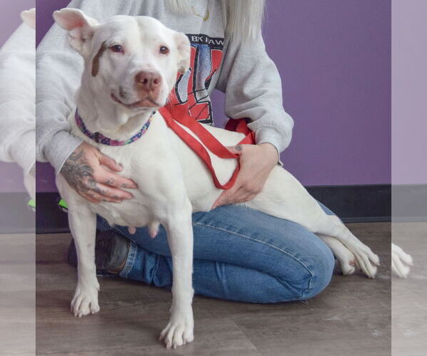 Medium Photo #4 American Bulldog-American Staffordshire Terrier Mix Puppy For Sale in Huntley, IL, USA