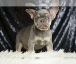 Small #3 French Bulldog