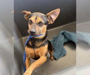 Chihuahua Dogs for adoption in Bakersfield, CA, USA