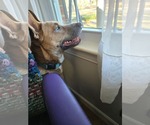 Small #7 American Pit Bull Terrier-German Shepherd Dog Mix
