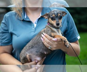 Mother of the Chihuahua puppies born on 06/21/2025