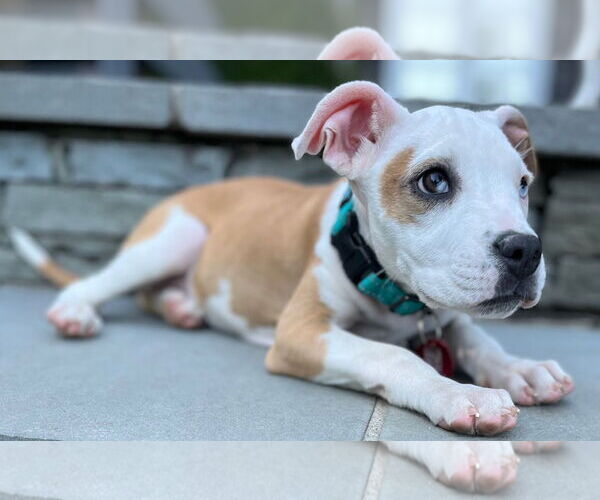 Medium Photo #11 American Pit Bull Terrier-Unknown Mix Puppy For Sale in Wakefield, RI, USA