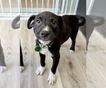 Small #3 Labrador Retriever Mix