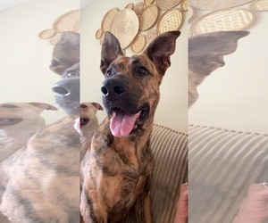 American Pit Bull Terrier-German Shepherd Dog Mix Dogs for adoption in Germantown, OH, USA