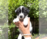 Small #1 Mutt