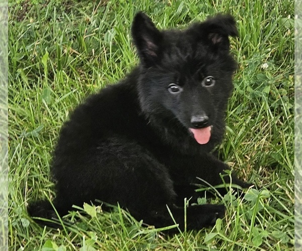 Medium Photo #2 German Shepherd Dog Puppy For Sale in EOLIA, MO, USA