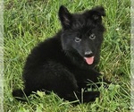 Small #1 German Shepherd Dog