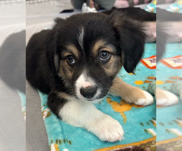 Medium Photo #1 Cheagle Puppy For Sale in Lakewood, CO, USA