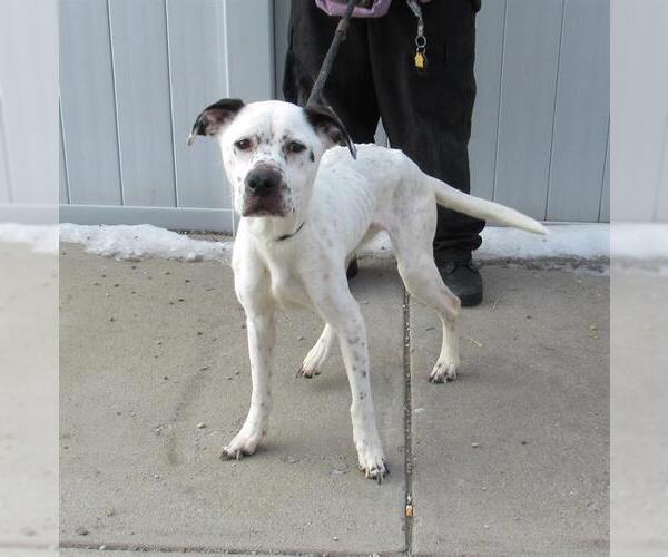 Medium Photo #1 Dogo Argentino-Unknown Mix Puppy For Sale in Louisville, KY, USA