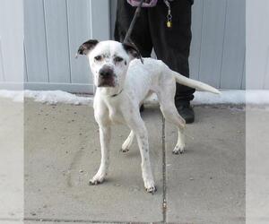 Dogo Argentino-Unknown Mix Dogs for adoption in Louisville, KY, USA