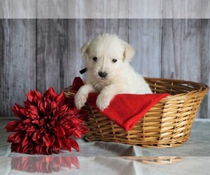 English Cream Golden Retriever Puppy for sale in FREDERICKSBG, OH, USA