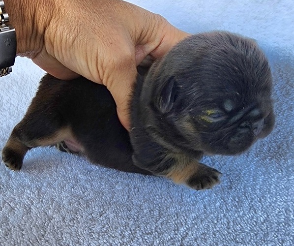 Medium Photo #6 French Bulldog Puppy For Sale in LAS VEGAS, NV, USA