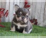 Small #1 French Bulldog
