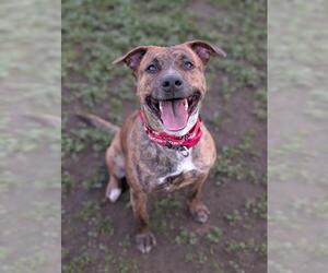 Mutt Dogs for adoption in Sacramento, CA, USA
