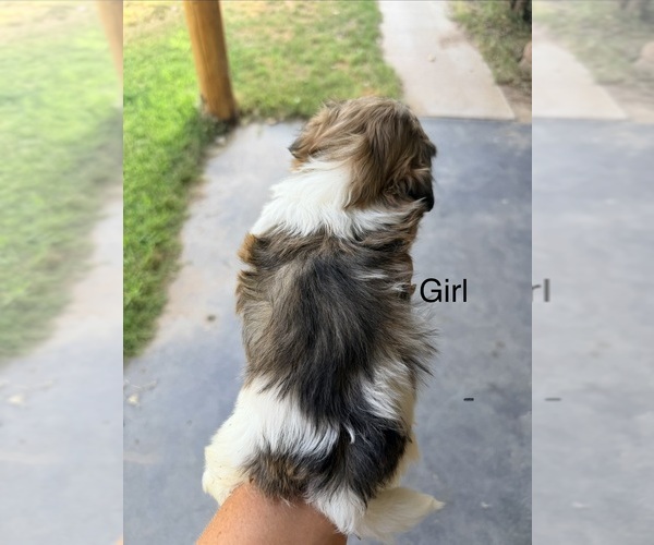 Medium Photo #7 Shih Tzu Puppy For Sale in ALBUQUERQUE, NM, USA