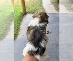 Small #6 Shih Tzu