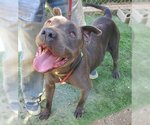 Small American Pit Bull Terrier Mix
