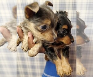 Chorkie-Yorkshire Terrier Mix Puppy for sale in PHILADELPHIA, PA, USA