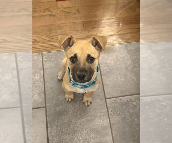 Medium Photo #7 Black Mouth Cur-Labrador Retriever Mix Puppy For Sale in Brewster, NY, USA
