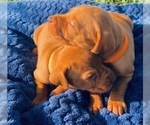 Small Photo #3 Vizsla Puppy For Sale in SANDIA, TX, USA