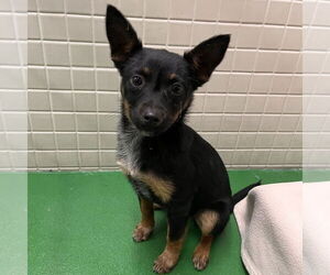 Mutt Dogs for adoption in Rohnert Park, CA, USA