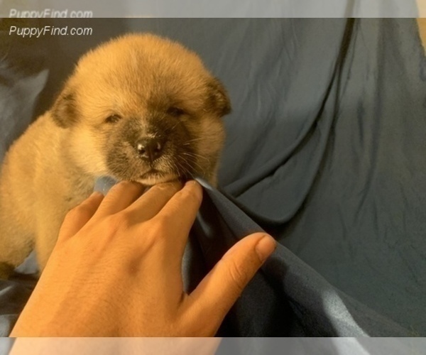Medium Photo #11 Akita Puppy For Sale in LA QUINTA, CA, USA