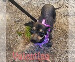 Small Photo #6 Chiweenie Puppy For Sale in San Antonio, TX, USA