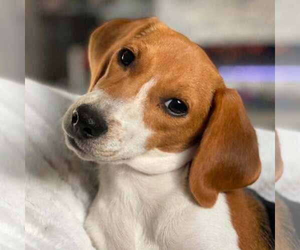 Medium Photo #1 Beagle Puppy For Sale in Las Vegas, NV, USA