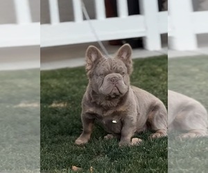 Father of the French Bulldog puppies born on 06/26/2026