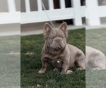 Small Photo #1 French Bulldog Puppy For Sale in VALRICO, FL, USA