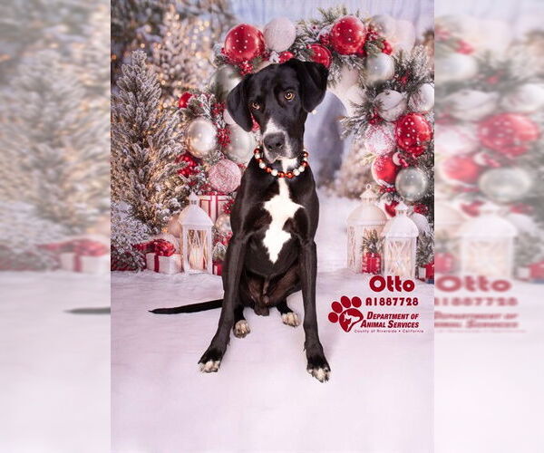 Medium Photo #1 Great Dane Puppy For Sale in Riverside, CA, USA