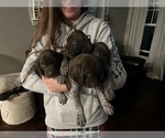 Small Photo #5 German Shorthaired Pointer Puppy For Sale in FAIR PLAY, MO, USA