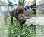 Small Photo #12 German Shorthaired Pointer Puppy For Sale in FRANKLIN, KY, USA