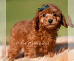 Small #2 Poodle (Toy)