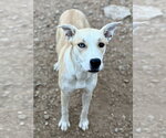 Small Carolina Dog-Siberian Husky Mix