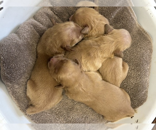 Medium Photo #3 Golden Retriever Puppy For Sale in GREENEVILLE, TN, USA