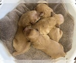 Small #2 Golden Retriever