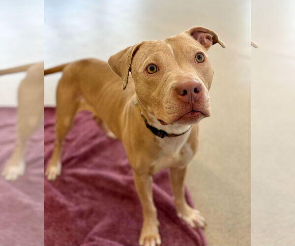 Medium Photo #3 Mutt Puppy For Sale in Jefferson, WI, USA