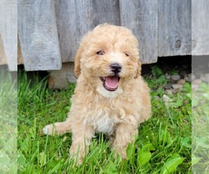Goldendoodle-Poodle (Miniature) Mix Puppy for sale in CANAJOHARIE, NY, USA