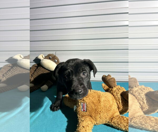 Medium Photo #3 Labrador Retriever-Unknown Mix Puppy For Sale in Tarrytown, GA, USA
