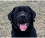 Small Photo #1 Labrador Retriever Puppy For Sale in DOYLESTOWN, OH, USA